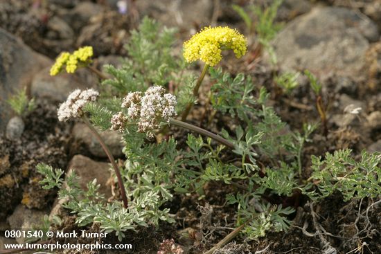 Lomatium canbyi; L. quintuplex