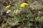 Canby's & Umtanum Desert Parsley