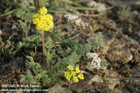 Lomatium canbyi; L. quintuplex
