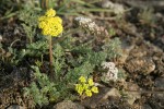 Canby's & Umtanum Desert Parsley