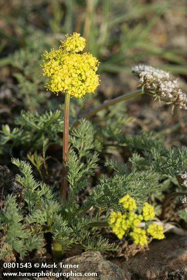 Lomatium canbyi; L. quintuplex