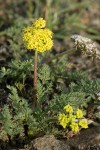 Canby's & Umtanum Desert Parsley