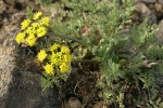 Umtanum Desert Parsley