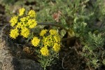 Umtanum Desert Parsley