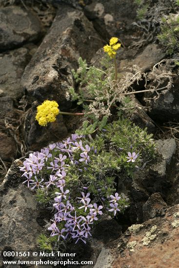 Phlox hoodii; Lomatium quintuplex
