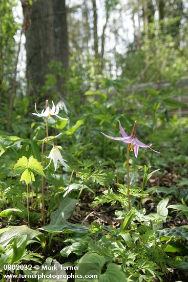 Erythronium revolutum; E. oregonum