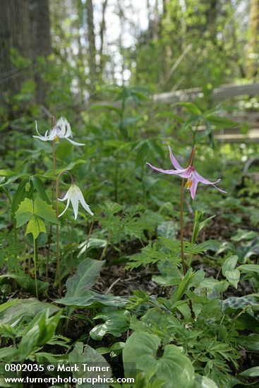 Erythronium revolutum; E. oregonum