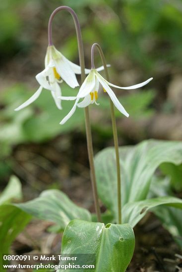 Erythronium oregonum
