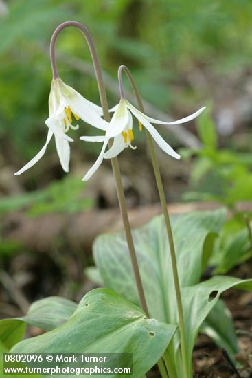 Erythronium oregonum