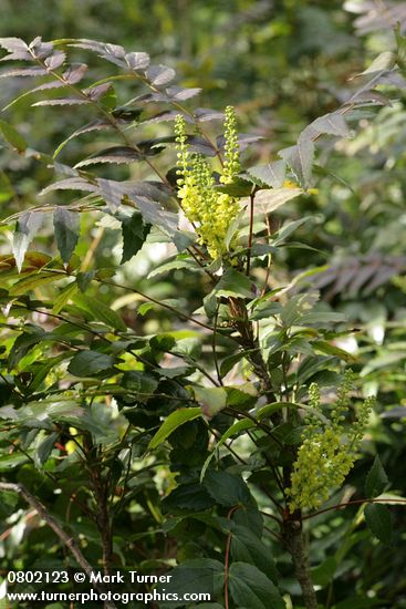 Mahonia nervosa
