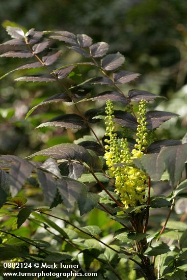Mahonia nervosa