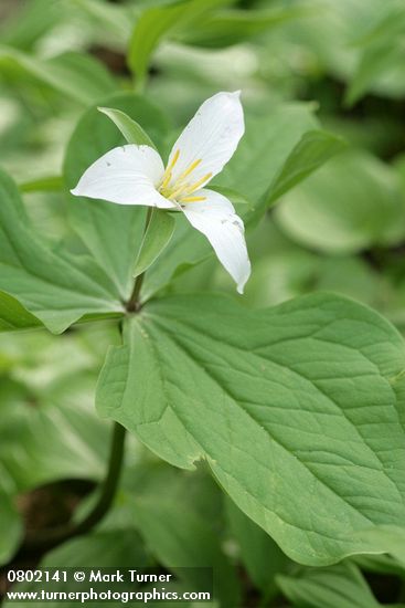 Trillium ovatum