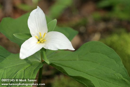 Trillium ovatum