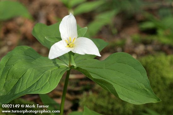 Trillium ovatum