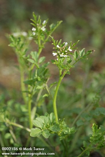 Cardamine oligosperma
