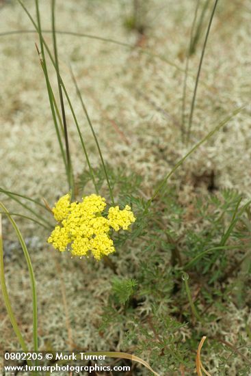 Lomatium utriculatum