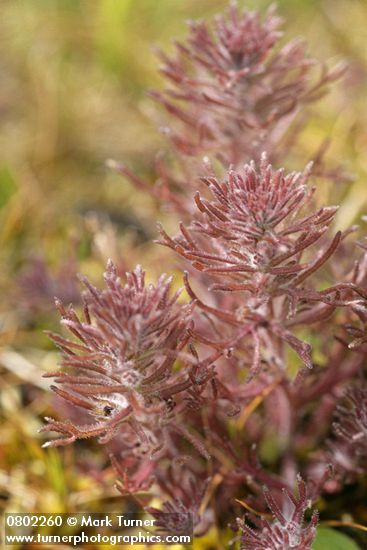 Triphysaria pusilla (Orthocarpus pusillus)