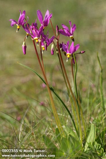 Dodecatheon pulchellum