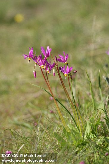 Dodecatheon pulchellum