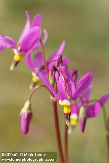 Dodecatheon pulchellum
