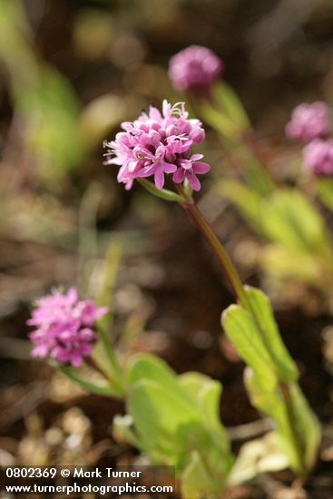 Plectritis congesta