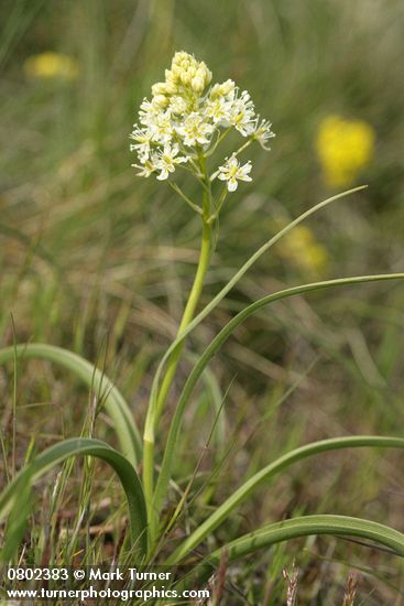 Zigadenus venenosus