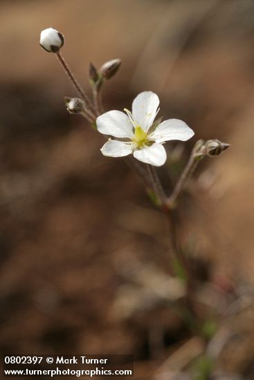 Minuartia michauxii var. michauxii (Arenaria stricta)