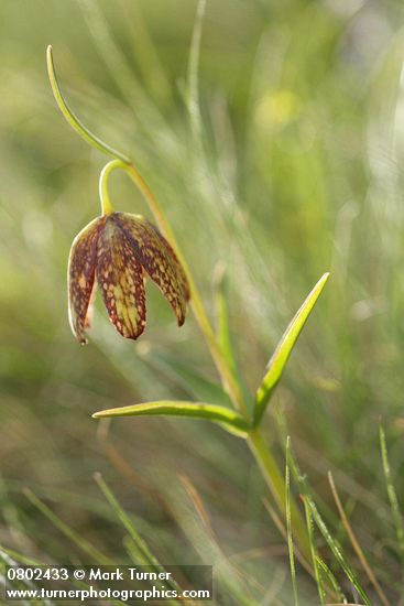 Fritillaria affinis