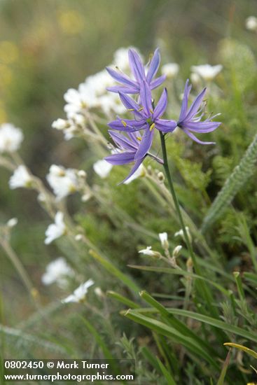 Camassia quamash