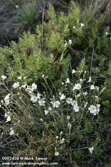 Cerastium arvense; Aspidotis densa