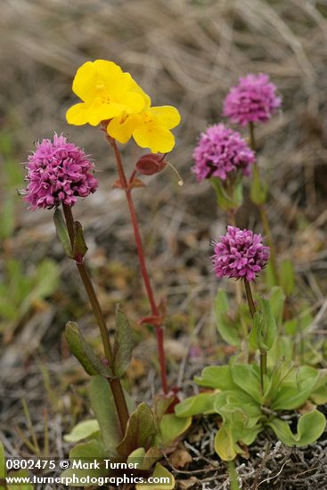 Mimulus guttatus; Plectritis congesta