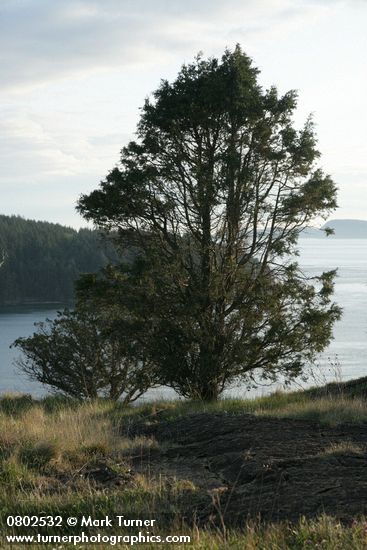 Juniperus maritima
