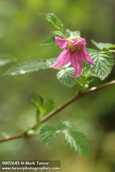 Rubus spectabilis
