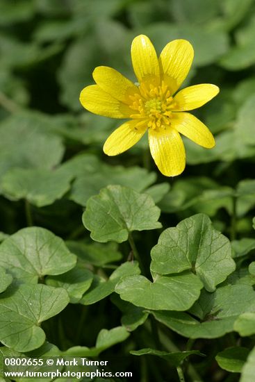 Ranunculus ficaria