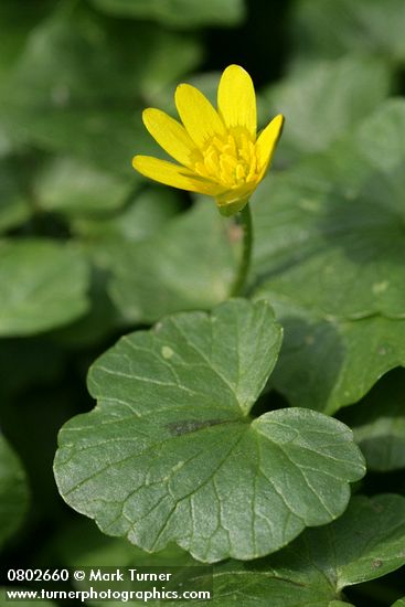 Ranunculus ficaria