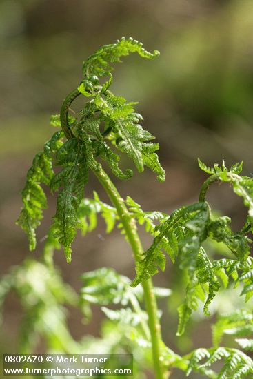 Dryopteris expansa