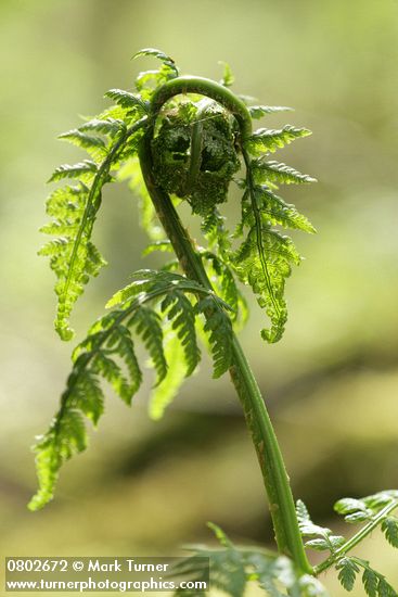 Dryopteris expansa