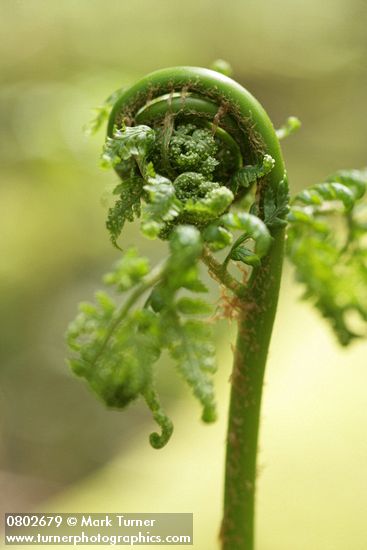 Dryopteris expansa