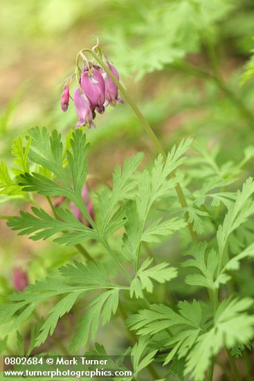 Dicentra formosa