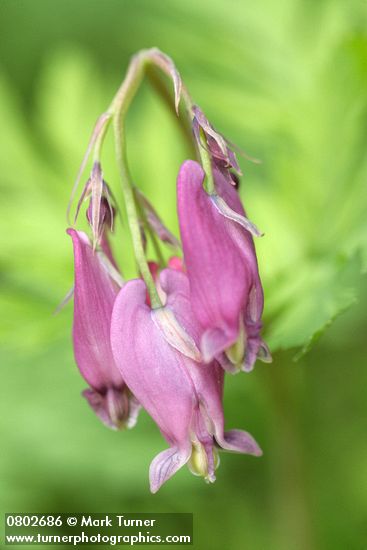 Dicentra formosa