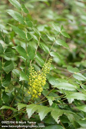 Mahonia nervosa