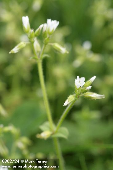 Cerastium fontanum ssp. vulgare