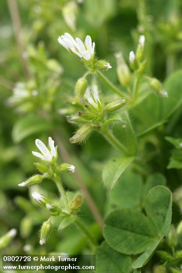 Cerastium fontanum ssp. vulgare