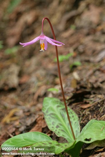 Erythronium revolutum