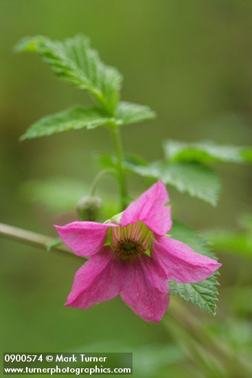 Rubus spectabilis