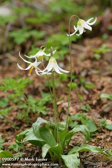 Erythronium oregonum