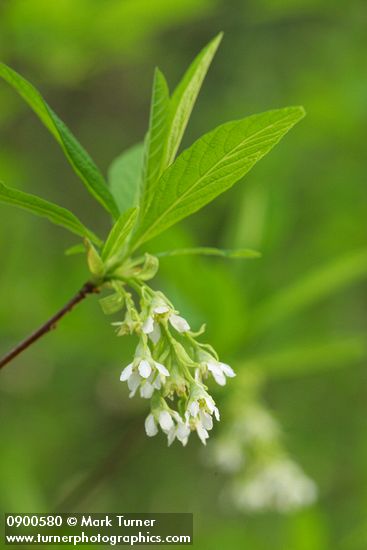 Oemleria cerasiformis
