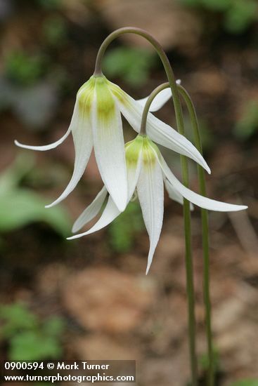 Erythronium oregonum