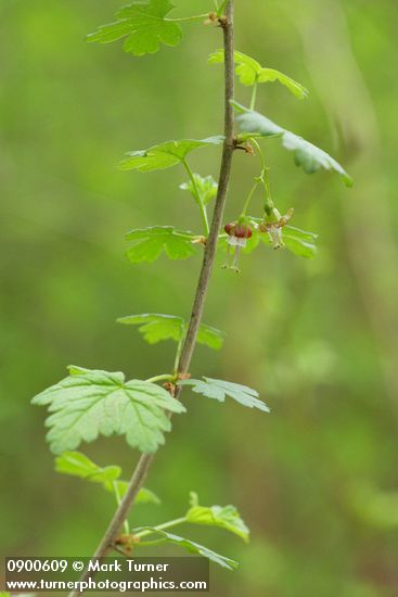 Ribes divaricatum