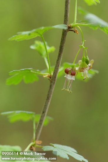 Ribes divaricatum